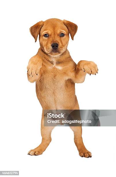 Young Puppy Standing Up Stock Photo - Download Image Now - 2015, Anaerobic Exercise, Animal