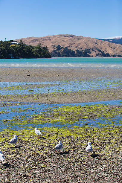Seagulls flying around Pauatahanui Inlet in Porirua, New Zealand