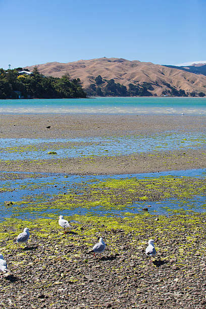 Seagulls at Pauatahanui Inlet stock photo