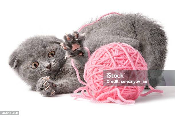 Gray Kitten Stock Photo - Download Image Now - 2015, Activity, Animal