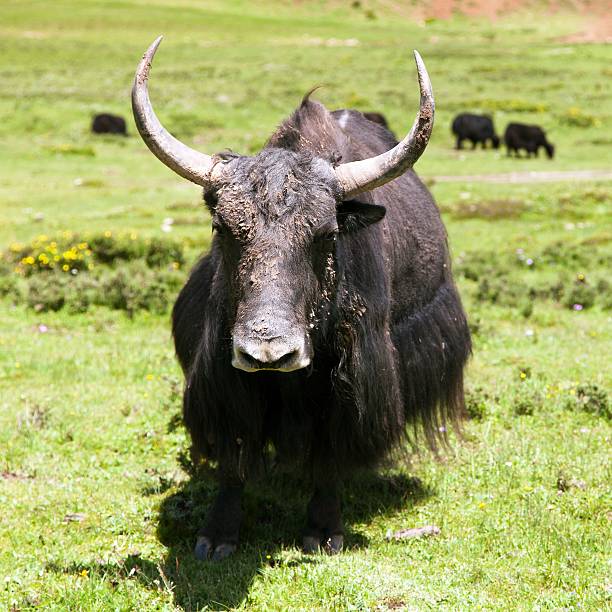 istock Group of Yaks - bos grunniens or bos mutus 464613582
