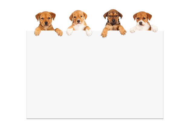 istock Puppies Hanging Over White Sign 464613632