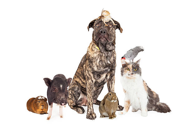 istock Collage of Household Pets 464613712