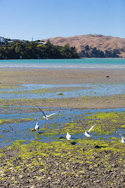 Seagulls at Pauatahanui Inlet stock photo