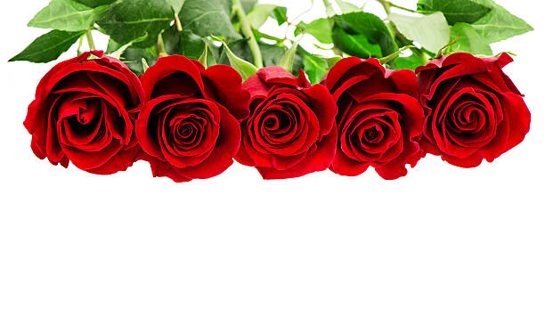 istock Red roses isolated on white background. Flowers border 464613846
