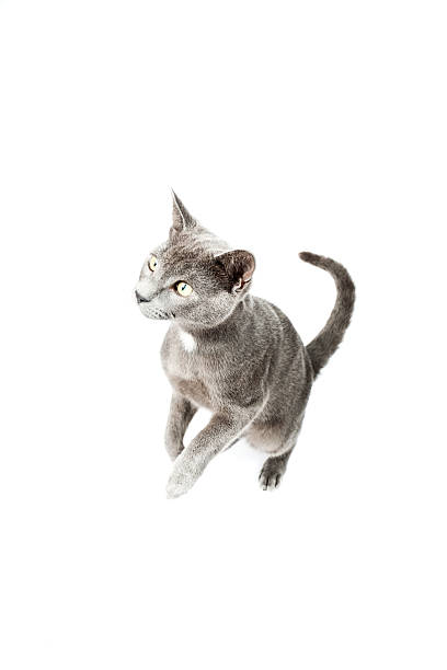 istock Grey kitten isolated on white background. European short hair. 464615373