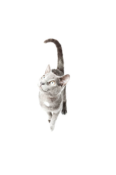 istock Grey kitten isolated on white background. European short hair. 464615393