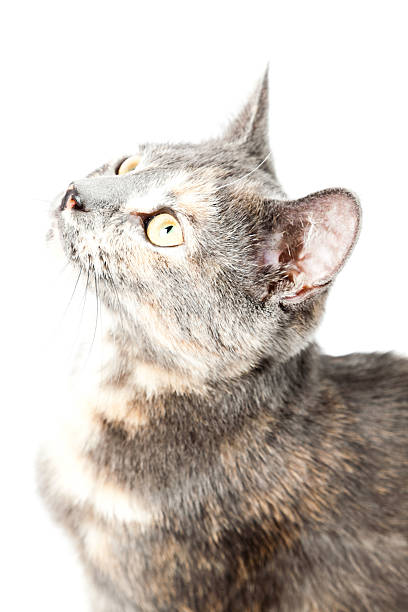 istock Grey kitten isolated on white background. European short hair. 464615511
