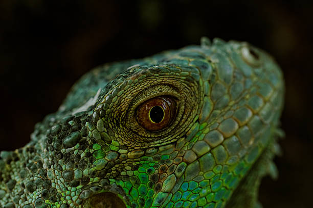 istock portrait about a green iguana 464615839
