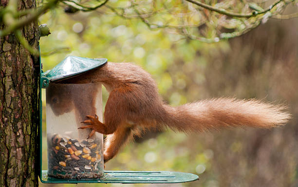 are squirrels smart | how smart are squirrels