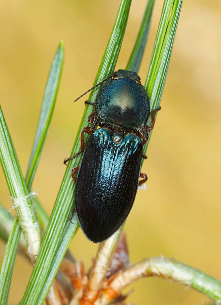 istock Click-beetle, Selatosomus aeneus on pine needle 464616287