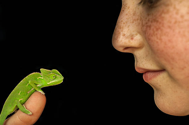 istock Child with Baby Veiled Chameleon 464616510