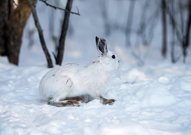 istock White Snowshoe Hare on snow 464616682