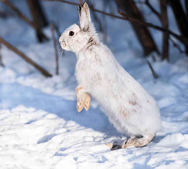 istock White Snowshoe Hare on snow 464616688