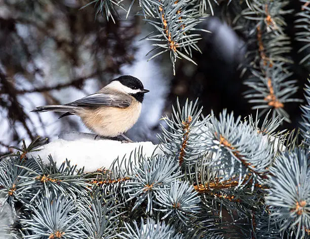 Black-Capped Chickadee perching on a branch