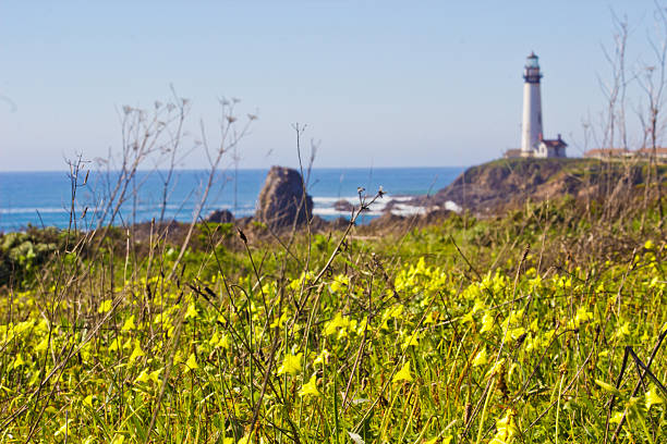 Yellow flowers were all over Hwy 1 in California. In this photo, Pigeon Point lighthouse stands tall in the distance, behind these flowers.