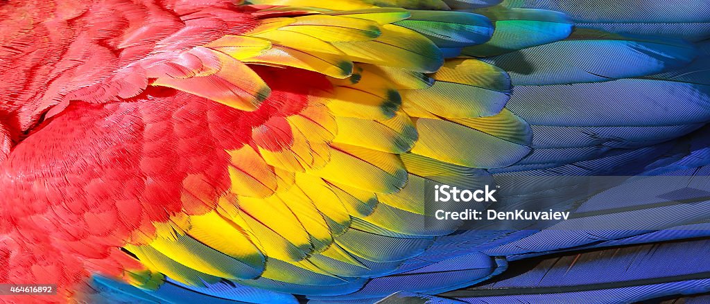 Parrot feathers texture Parrot feathers, red, yellow and blue exotic texture Feather Stock Photo