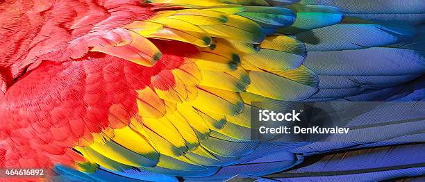 Parrot Feathers Texture Stock Photo - Download Image Now - Feather, Multi Colored, Bird