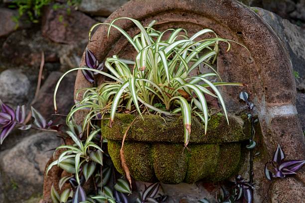 Outdoor Potted Spider Plant stock photo