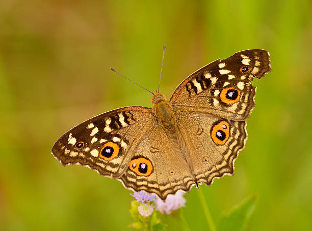 istock Beautiful butterfly on flower, in Thailand. 464617260