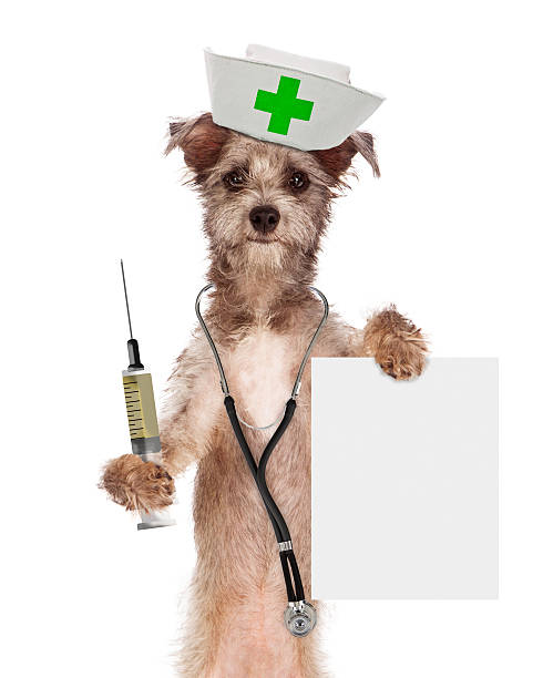 istock Dog Nurse With Shot and Sign 464618150