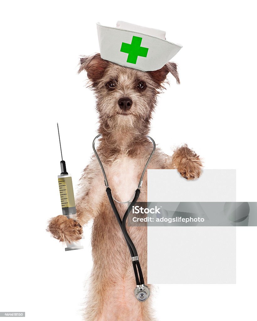 Dog Nurse With Shot and Sign A dog dressed as a nurse with a syringe and blank sign Vaccination Stock Photo