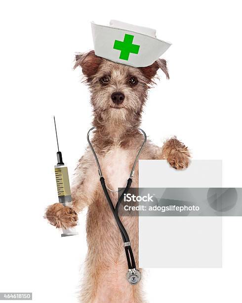 Dog Nurse With Shot And Sign Stock Photo - Download Image Now - Vaccination, Dog, Puppy