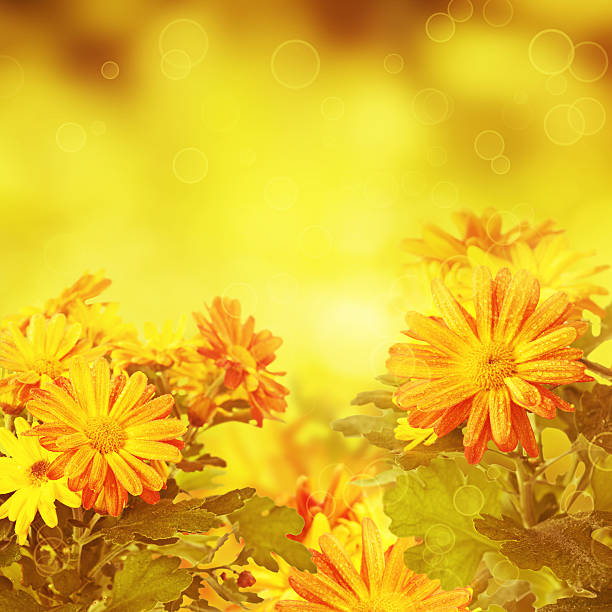 istock Chrysanthemum golden floral background 464618285