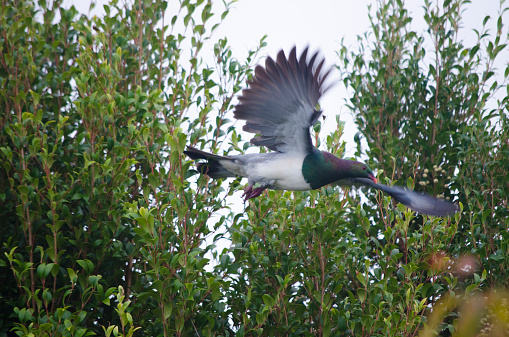New Zealand Wood Pigeon (Kereru) Flying