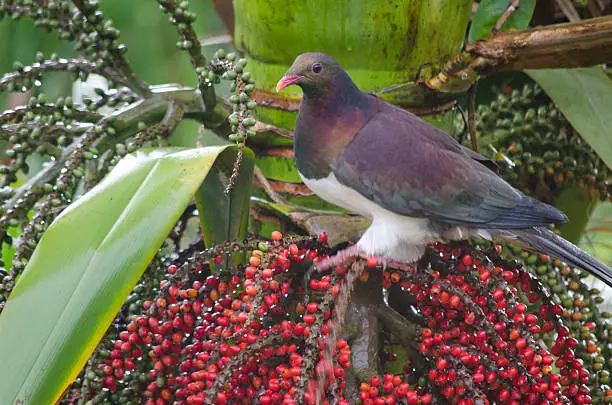 Photo of New Zealand Wood Pigeon (Kereru) on Nikau berries