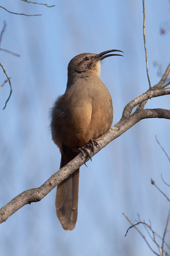 California Thrasher singing while perched on a branch in front of blue sky.