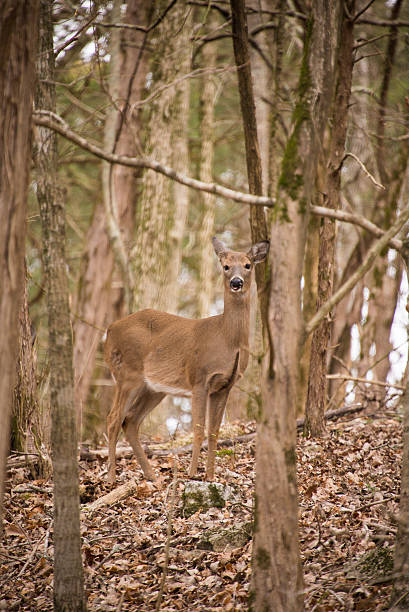 The Deer stock photo