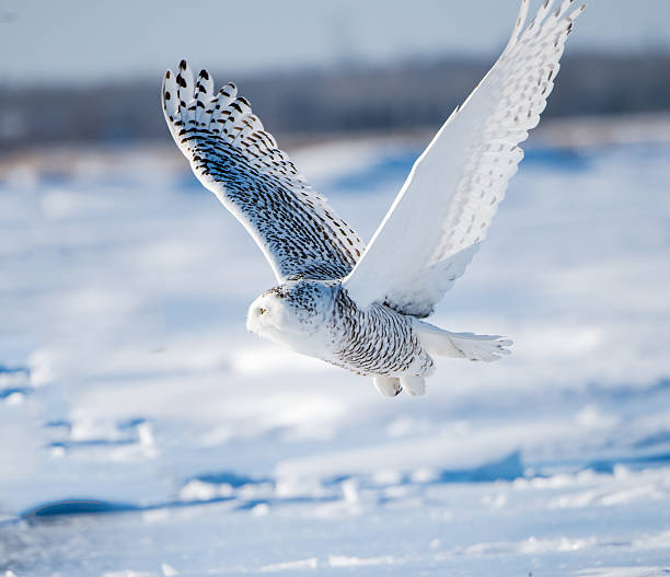 istock Snowy Owl in Flight 464618866