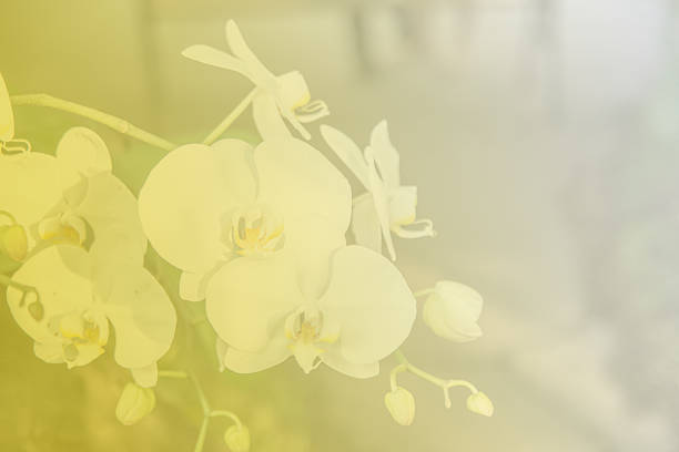 istock Beautiful Thai orchid flower background 464619398
