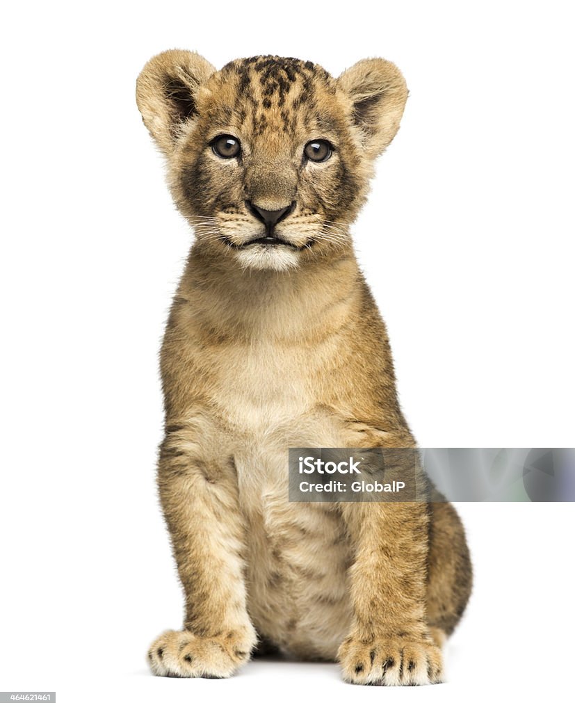 Lion cub sitting, looking at the camera, 7 weeks old Lion cub sitting, looking at the camera, 7 weeks old, isolated on white Lion Cub Stock Photo