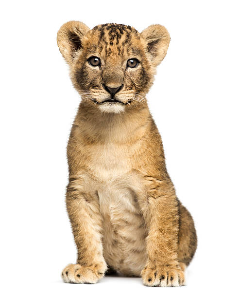 Lion cub sitting, looking at the camera, 7 weeks old Lion cub sitting, looking at the camera, 7 weeks old, isolated on white leo photos stock pictures, royalty-free photos & images