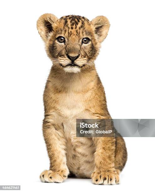 Lion Cub Sitting Looking At The Camera 7 Weeks Old Stock Photo - Download Image Now