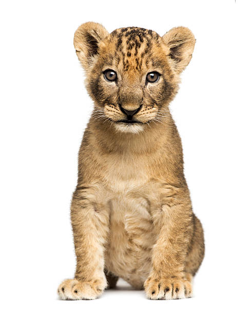 istock Lion cub sitting down on a white background 464621599