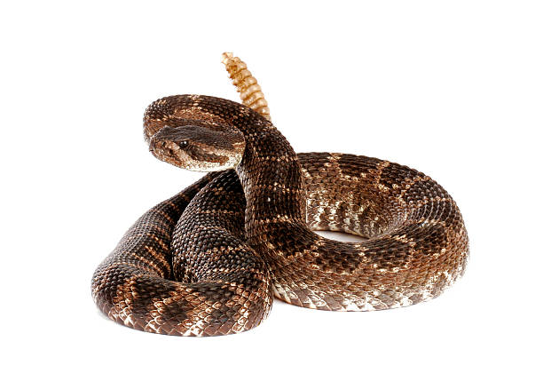 istock Southern Pacific Rattlesnake 464621612