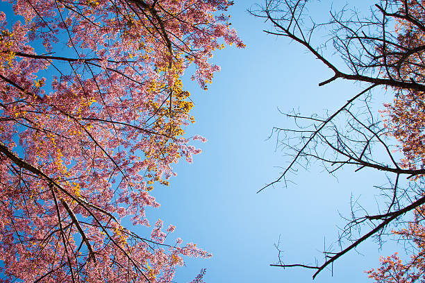istock Branch of Himalayan Cherry (Prunus cerasoides) blooming 464621918