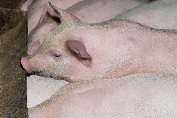 istock The pig looks for food. 464622068