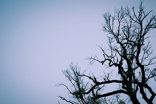 istock Dry tree in vintage style for background 464622100