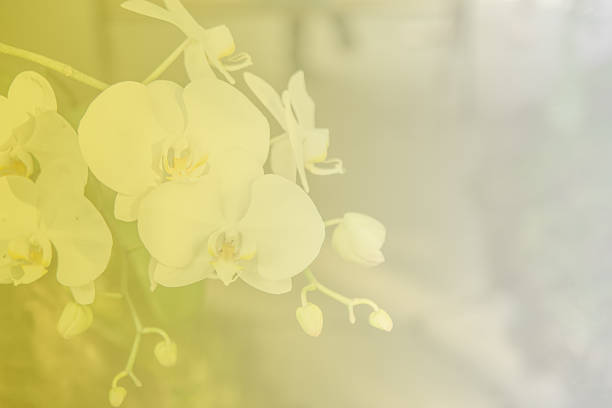 istock Beautiful Thai orchid flower background 464622296