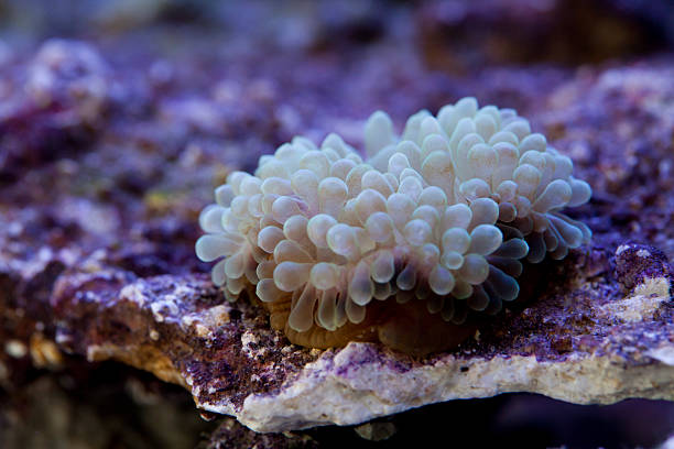 bubble tip anemone on the reef rock in underwater Entacmaea quadricolor, commonly called bubble-tip anemone among other vernacular names, is a species of sea anemone in the family Actiniidae. bubble tip anemone entacmaea quadricolor stock pictures, royalty-free photos & images
