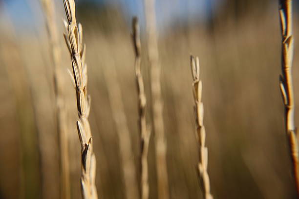 istock Close up of weed in the fall 464623140