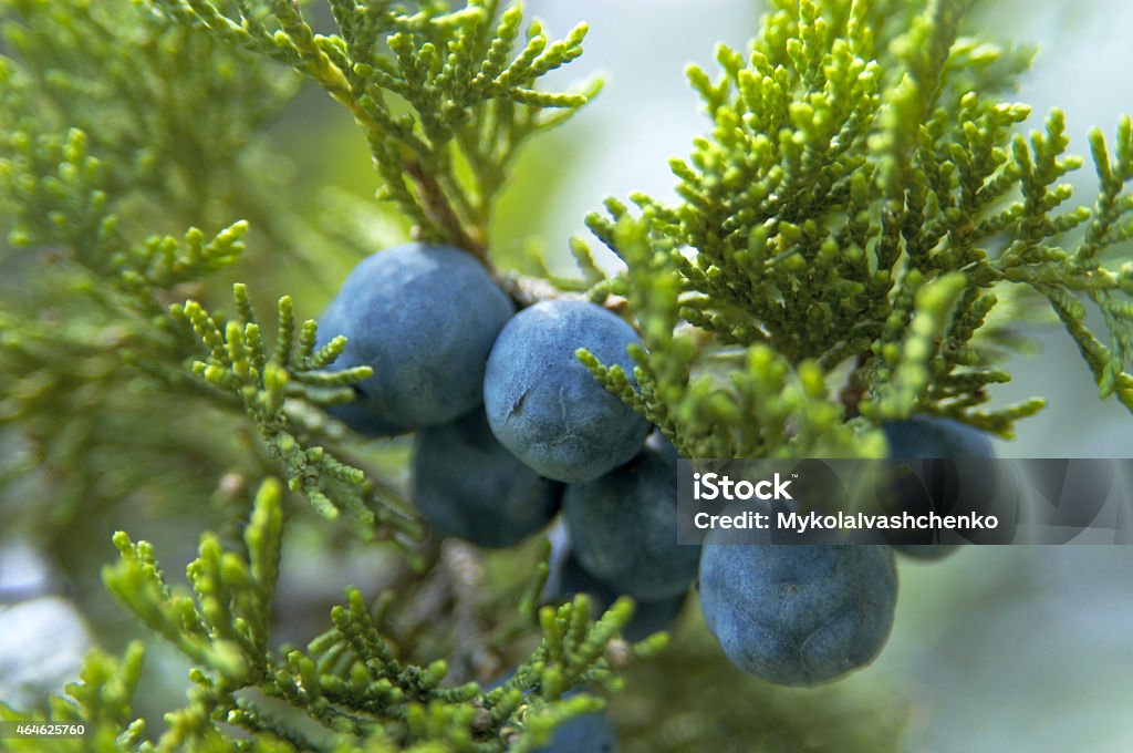 cones of Greek Juniper The close-up of  cone ( berry-like)  Juniperus excelsa, commonly called the Greek Juniper. This blue berries are used as spices and in herbal medicine. 2015 Stock Photo