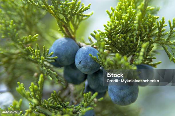 Cones Of Greek Juniper Stock Photo - Download Image Now - 2015, Aromatherapy, Autumn