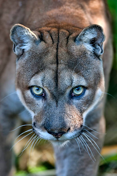 Florida Panther stock photo
