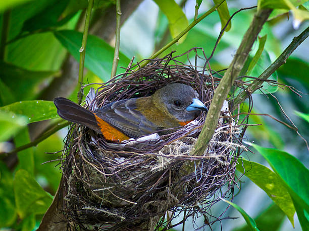 istock Orange Throated Tanager, nesting near Dominical, Costa Rica 464626416