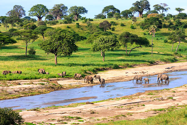 istock Animals At The Waterhole 464627092